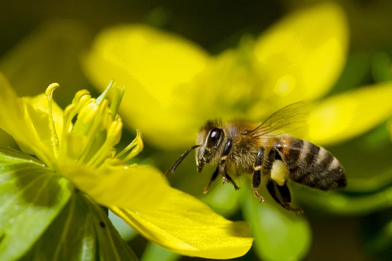  Many wild animals 'count'—and it helps them survive to another day 