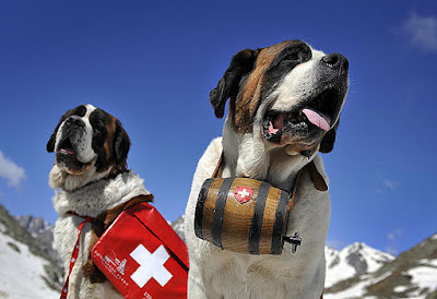 saint bernard