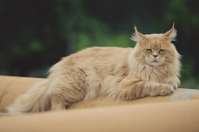 Maine Coon Cats-Facts and Personality Traits