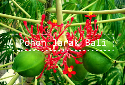 Gambar Jenis Tanaman Jarak Bali