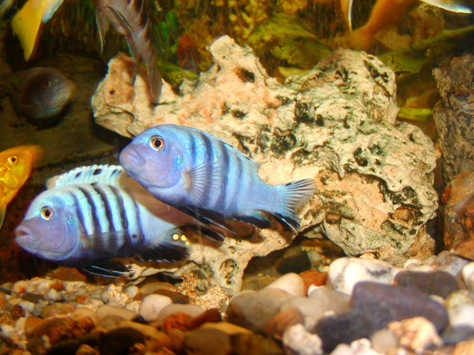 Malawi - cynotilapia afra