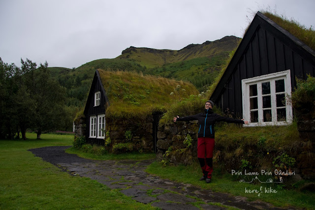 iceland-skogar