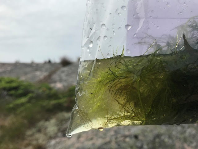 Kasvi vedessä Minigrip-pussissa
