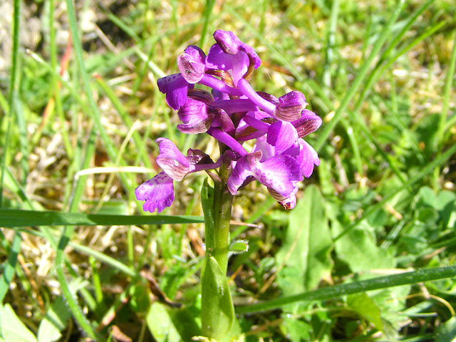 Green-winged Orchid Anacamptis morio (Fr. Orchis buffon), Indre et loire, France. Photo by loire Valley Time Travel.