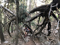 Spider Tree on Horsetail Drey Creek Canyon Alpine Trail