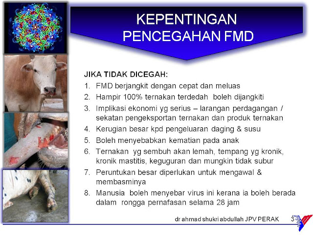 PENYAKIT KUKU DAN MULUT (FMD)