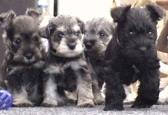 Miniature Schnauzer Puppies FOR SALE!!!!!!!!!! Classified Ad - El Paso Dogs 