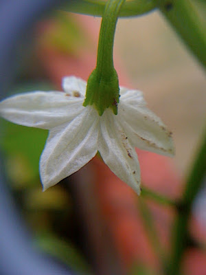 Chili pepper flower