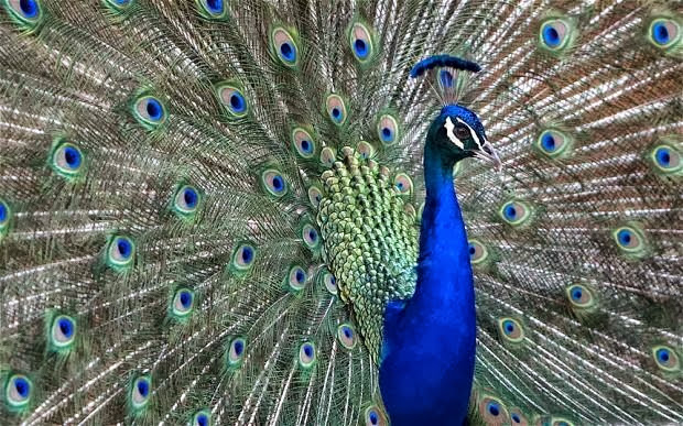 Beautiful Indian Peacock HD Wallpaper Free