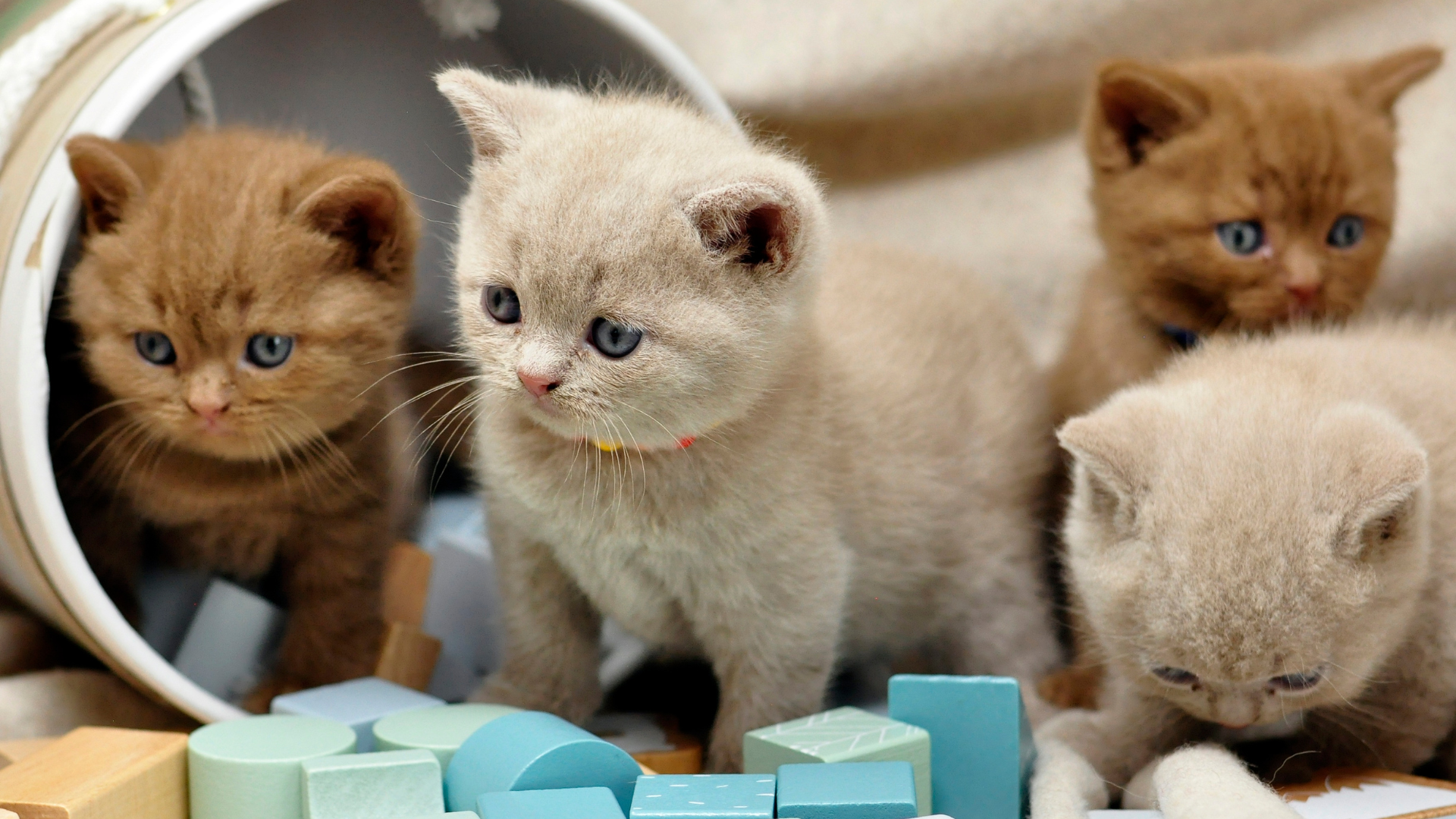 Anak kucing