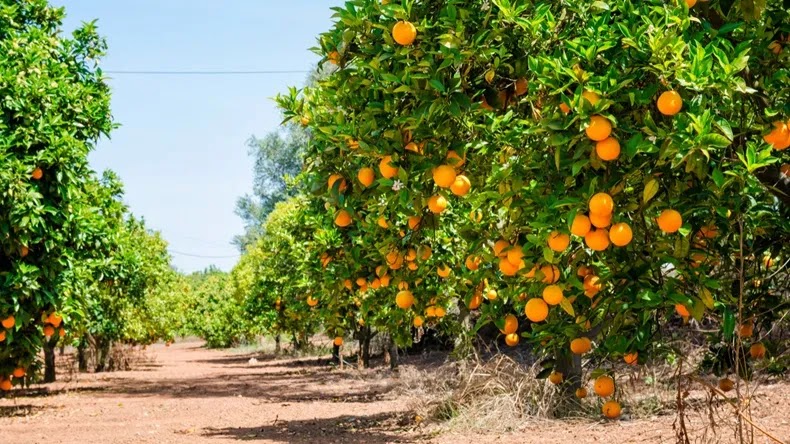 bibit jeruk brazil sering dicari petani Solok