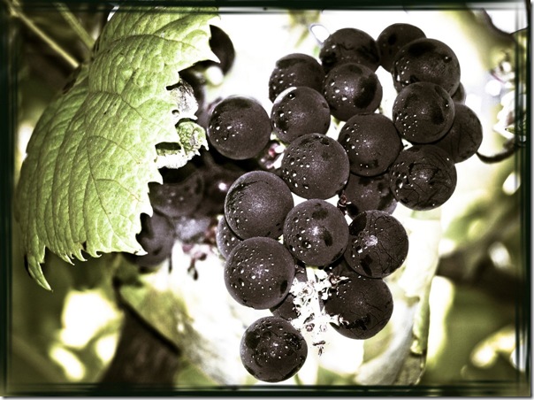 Uvas portuguesas