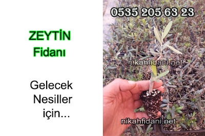 Süslenmemiş Zeytin Fidanı nikah fidanı