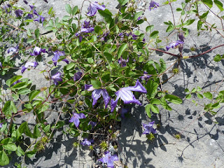 Clématite campanulée - Clématite du Portugal - Clematis campaniflora