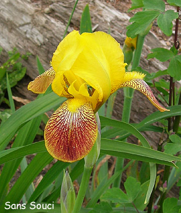 Iris name