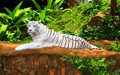 Tigre blanco de Siberia - Siberian tiger - Big felino - Animales