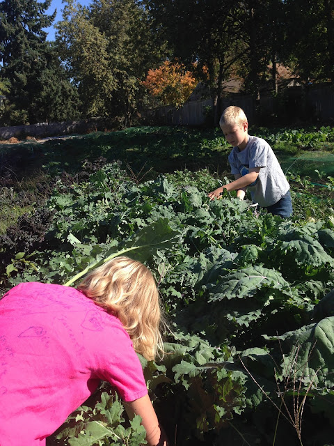 harvesting kale in the grassroots garden eugene oregon