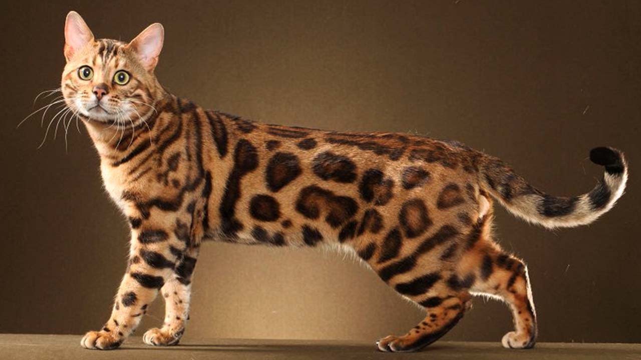 Chat Bengal Quelle Sera La Taille D Un Chat Bengal Adulte