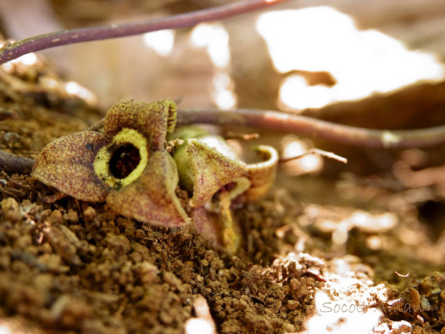 Asarum nipponicum