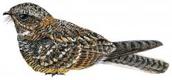 Savanna Nightjar