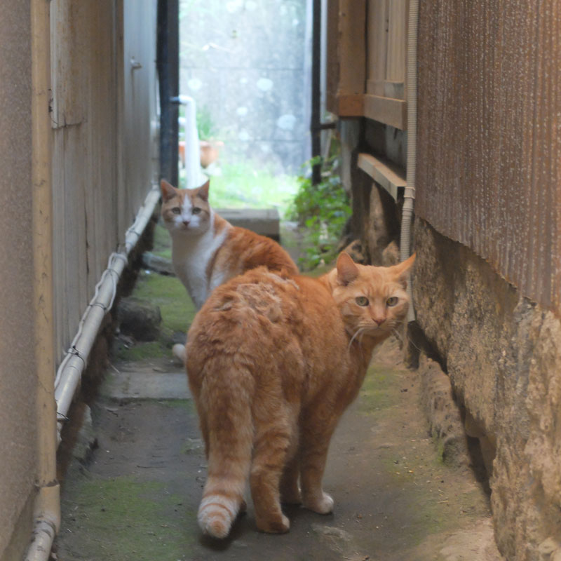 江ノ島の猫の写真