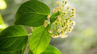 gymnema herbal for lower blood sugar