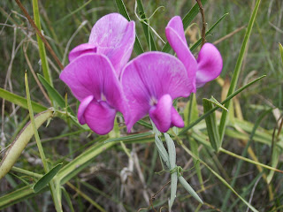 Lathyrus tuberosus