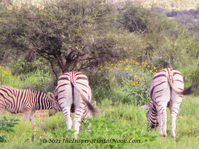 Zebra, safari, Mosetlha Bush Camp, Madikwe Game Reserve, South Africa