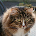 Familial cardiomyopathy (inherited heart disease) in Norwegian Forest
cats