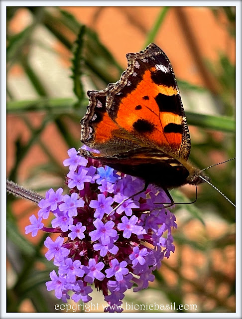 The Midweek News Round-Up at BBHQ ©BionicBasil® Painted Lady Butterfly