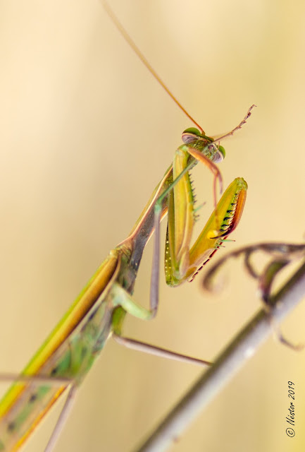 Mantis Religiosa