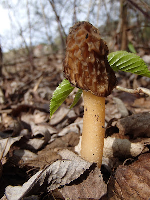 grzyby 2017, grzyby wiosenne, grzyby w kwietniu, smardzówka czeska - Ptychoverpa bohemica, uszak bzowy Auricularia auricula-judae, trzęsak pomarańczowy Tremella aurantia