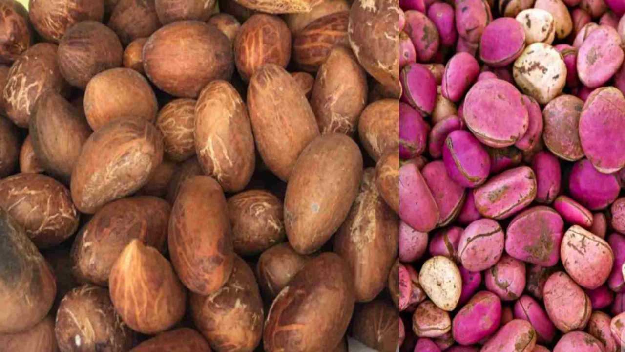 What is the Difference Between Bitter Kola and Kola Nut?