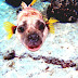 Dogfish Pictures - Picture Of A Dog Fish