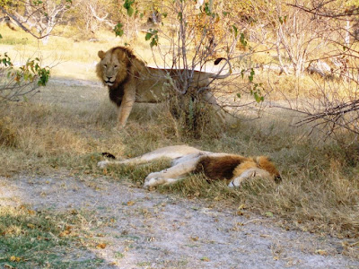 Afrikas Tierwelt, Afrika se wildlewe, Kafshë të egra të Afrikës, Afrikanın vəhşi təbiəti, Afrikako fauna, Afrike divljači, Africa's wildlife, Aafrika metsloomi