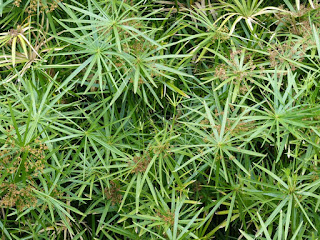 Cyperus involucratus - Souchet à feuilles alternes