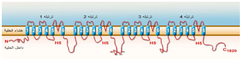 ترتيب مكونات الوحدة الكبيرة (a) لقناة صوديوم داخل غشاء الخلية.