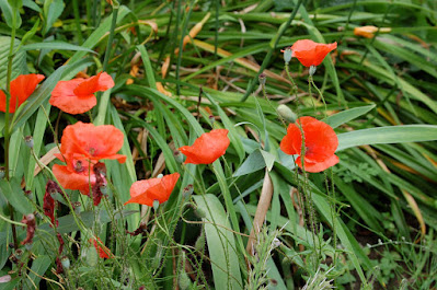 semis de Papaver