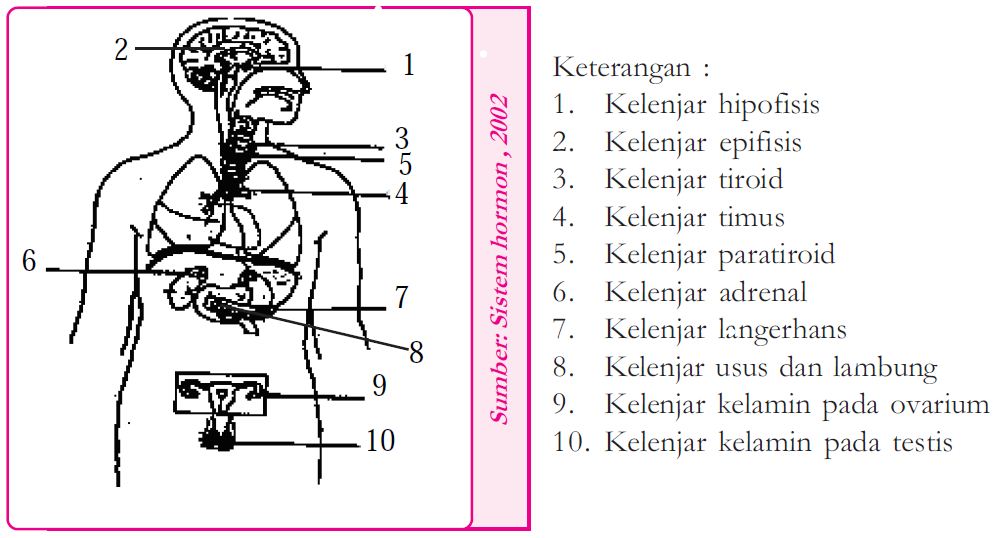 Pengertian Fungsi dan Macam  macam  Hormon serta Kelenjar  