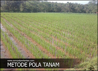 Perbedaan metode SRI (System of Rice Intensification) dengan cara petani konvensional