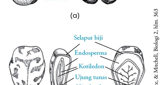 Perkecambahan Tanaman