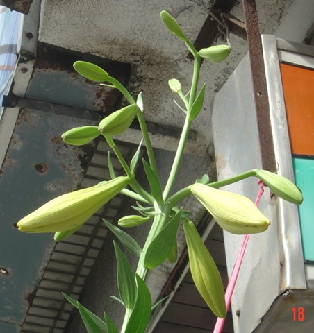 都市傳說百合花06