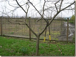 a well-shaped fruit tree