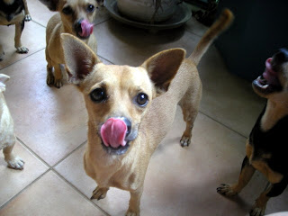 chihuahua licking lips, La Ceiba, Honduras