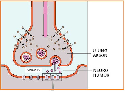 BIOLOGI GONZAGA RESUME JARINGAN  HEWAN 