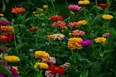 A field of brightly colored zinnias