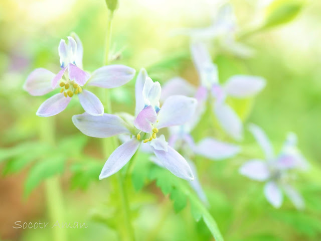 Delphinium anthriscifolium