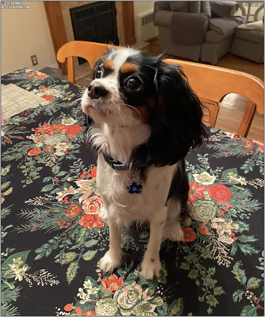 cavalier king charles spaniels