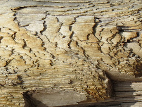 eroded driftwood layers