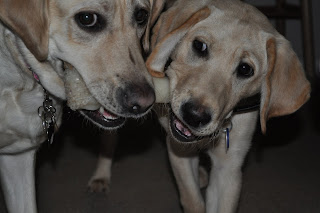  close up ofBob and Egypt, both are facing the camera and holding opposite sides of a nylabone, Egypt's eyes have connected with the camera. From the angle it looks like one of Bob's is looking at Egypt and one's is looking at the Camera.